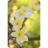Hawaii Flowers - Natural - 