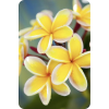 Hawaii Flowers - Natura - 