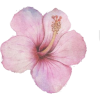 Hawaiian Flower - Иллюстрации - 