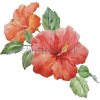 Hawaiian Flower - イラスト - 