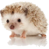 Hedgehog - Tiere - 