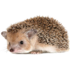 Hedgehog - Animales - 