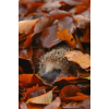 Hedgehog in leaves - Narava - 