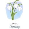 Hello Spring Snowdrop - 植物 - 