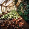 Herbology greenhouse - Plantas - 