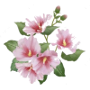 Hibiscus - Ilustrationen - 