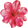 Hibiscus - Ilustracije - 