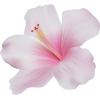 Hibiscus - 插图 - 