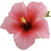 Hibiscus - Rascunhos - 