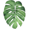 Hojas - 植物 - 