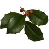 Christmas Holly Berry - Растения - 