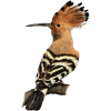 Hoopoe PNG bird - 动物 - 