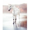Horse - 動物 - 