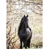 Horse - Zwierzęta - 