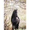 Horse - Animales - 