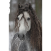 Horse - Animali - 