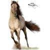 Horse - Živali - 