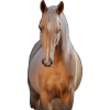 Horse - Uncategorized - 