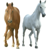 Horses - Животные - 