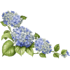 Hortensie - Piante - 