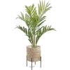 House Plants - Pflanzen - 