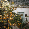 House and lemon tree - Здания - 