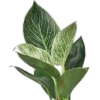 Houseplant - Plantas - 