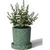 Houseplant - Pflanzen - 
