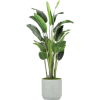 Houseplant - 植物 - 