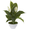Houseplant - Biljke - 