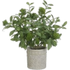 Houseplant - Plants - 