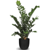 Houseplant - Растения - 