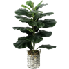 Houseplant - Rośliny - 
