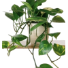 Houseplants - Rośliny - 