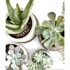 Houseplants - Plants - 