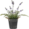 Houseplants - Plantas - 