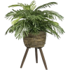 Houseplants - Rastline - 