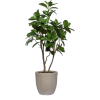 Houseplants - 植物 - 