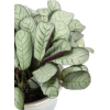Houseplants - Pflanzen - 