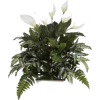 Houseplants - Pflanzen - 