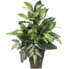 Houseplants - Plantas - 