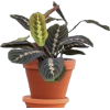 Houseplants - 植物 - 
