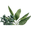 Houseplants - Biljke - 