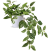Houseplants - Растения - 