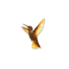 Hummingbird - Natural - 