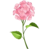 Hydrangea Flower - Uncategorized - 