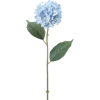 Hydrangea - Plants - 