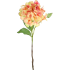 Hydrangea - Rośliny - 
