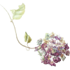 Hydrangea - 植物 - 