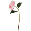 Hydrangea - Rośliny - 